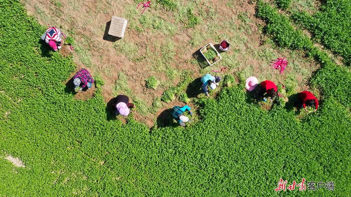 南美对虾、大闸蟹、火龙果……甘肃的宝藏特产藏不住啦