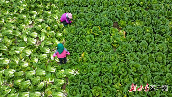 南美对虾、大闸蟹、火龙果……甘肃的宝藏特产藏不住啦