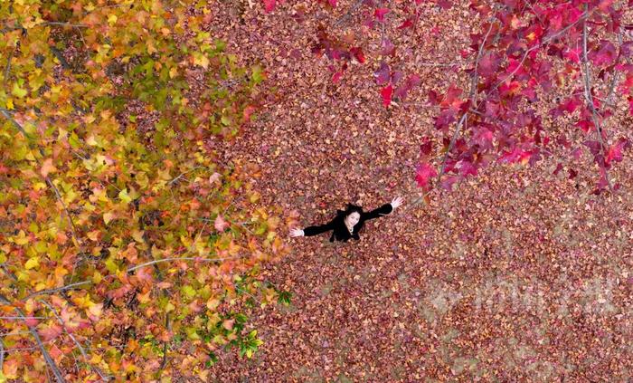 市民、游客玩得开心，柳州马鹿山公园的枫叶红了
