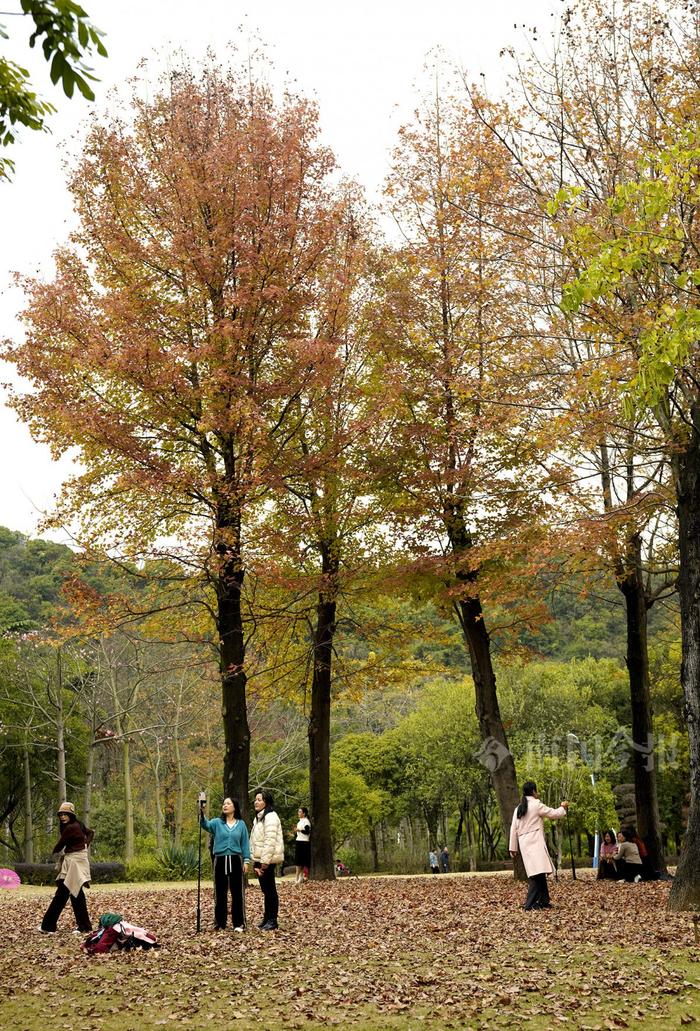 市民、游客玩得开心，柳州马鹿山公园的枫叶红了