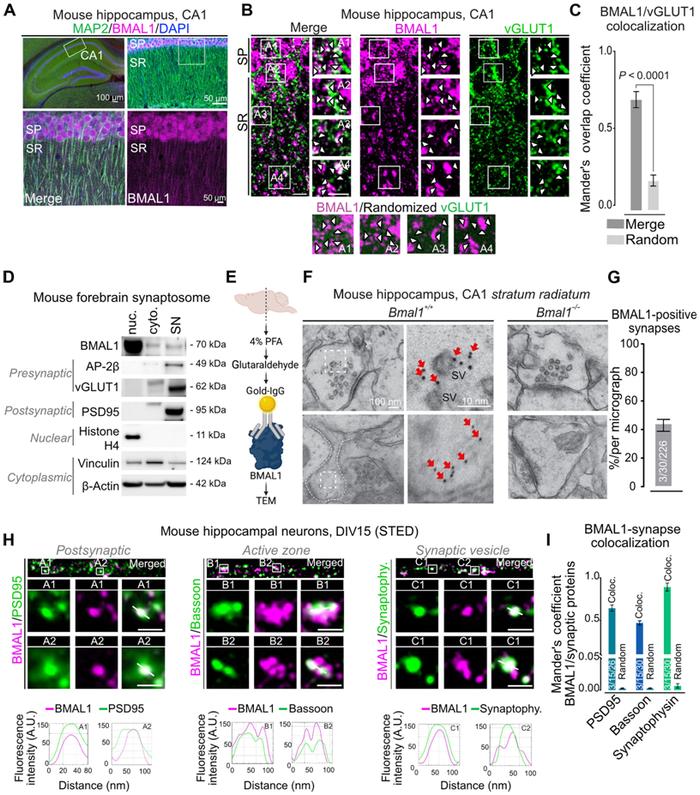 Science子刊：新研究首次从细胞和分子角度解释了昼夜节律如何影响人类大脑！