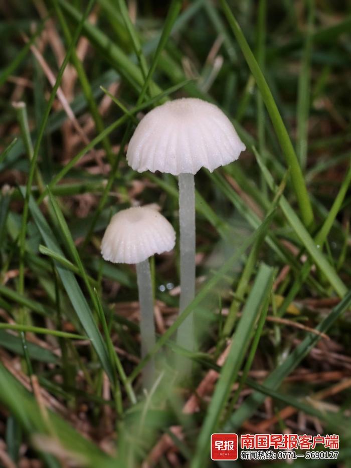 公园的蘑菇不要采！375种城市蘑菇中，超七成有毒或用途不明