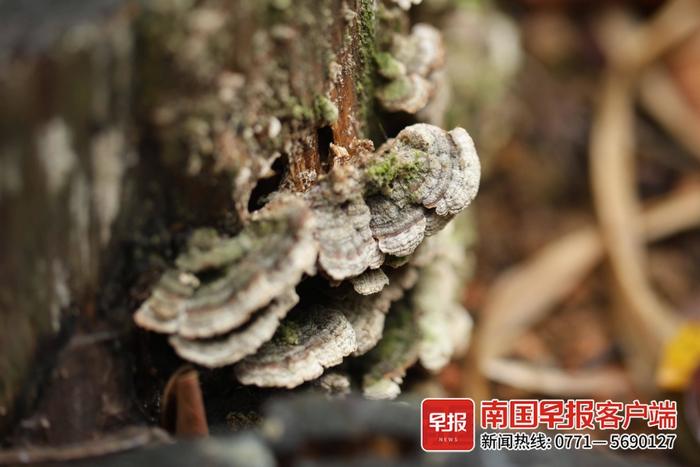 公园的蘑菇不要采！375种城市蘑菇中，超七成有毒或用途不明
