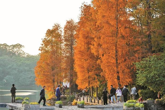 深圳落羽杉成网红美景 市民打卡直言“太浪漫” 树叶为何会变色 气象专家这样说