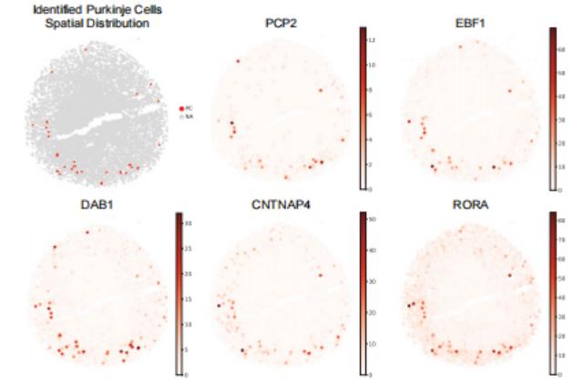 首个！Cell Stem Cell：美国南加州大学开发出具备功能性小脑细胞的人脑类器官！