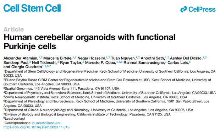 首个！Cell Stem Cell：美国南加州大学开发出具备功能性小脑细胞的人脑类器官！