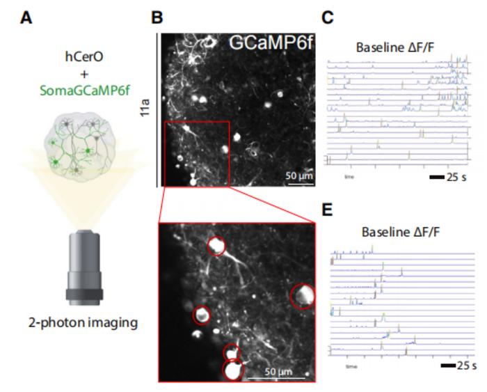 首个！Cell Stem Cell：美国南加州大学开发出具备功能性小脑细胞的人脑类器官！