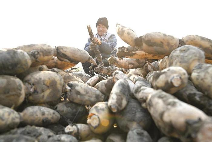 冀南新区辛庄营乡郭小屯村藕农在采挖莲藕