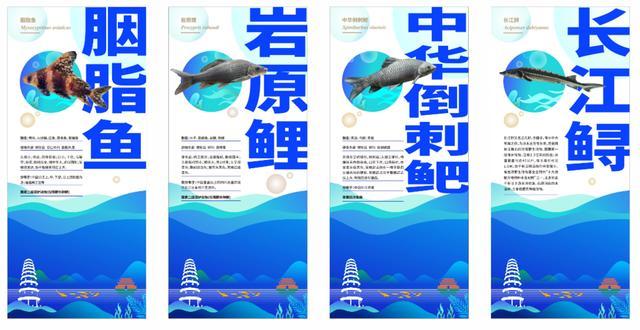 往长江里放生鳄雀鳝？四川宜宾官方回应：谣言，放流的是长江鲟等珍稀鱼类