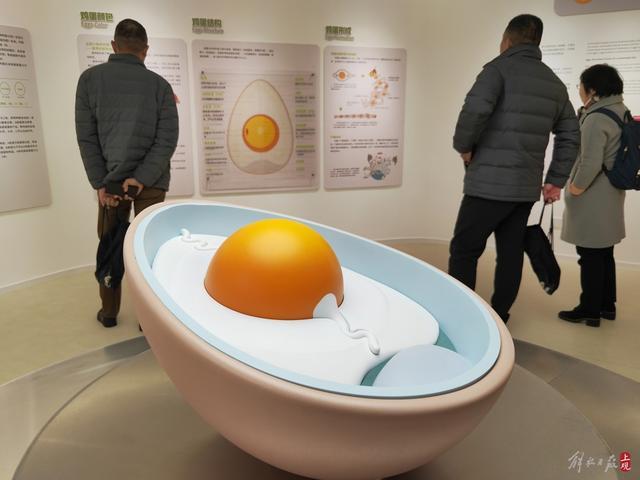 中国是全球产蛋第一大国，人均鸡蛋消费仅世界第十，一年260只蛋你吃到了吗