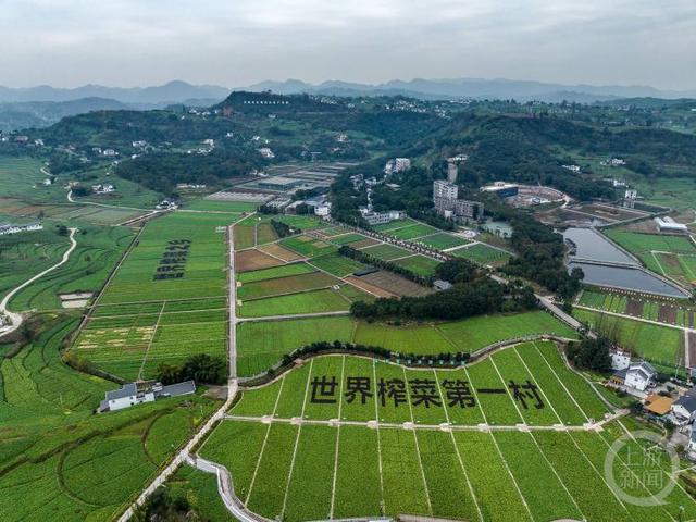 涪陵榨菜主产区成了风景 委员工作室让乡村有“面子”也有“里子”