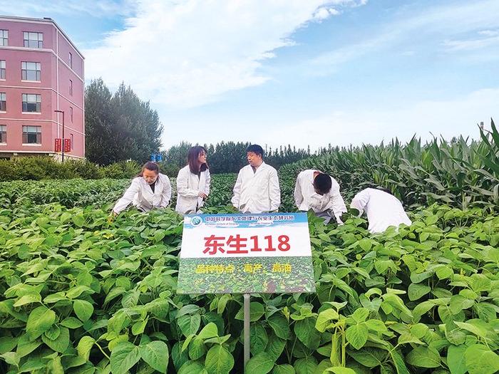 分子育种选出“金豆子”