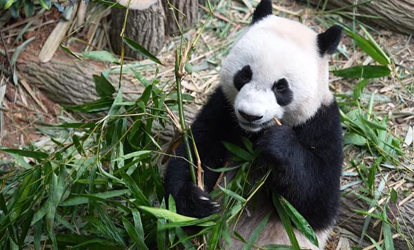 在新加坡出生的大熊猫叻叻定于今天启程返回中国