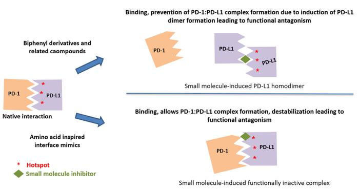 靶向PD-1/PD-L1小分子药物的研究进展