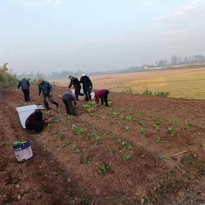 怀宁马庙：闲置土地焕新生 乡村振兴添活力