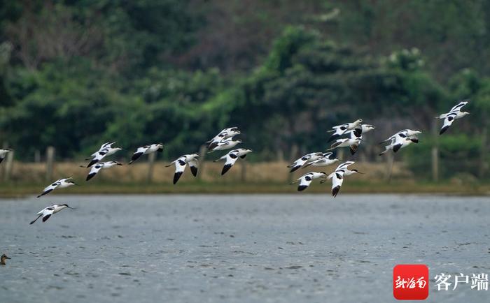 海口下塘湿地：鸟浪声声