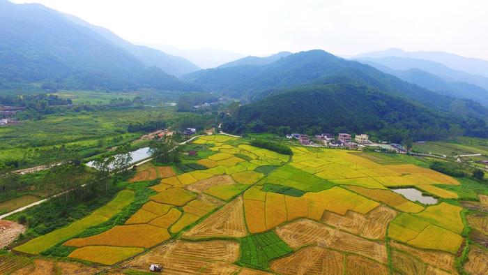 乡村振兴：上帅镇的绿色发展成色足