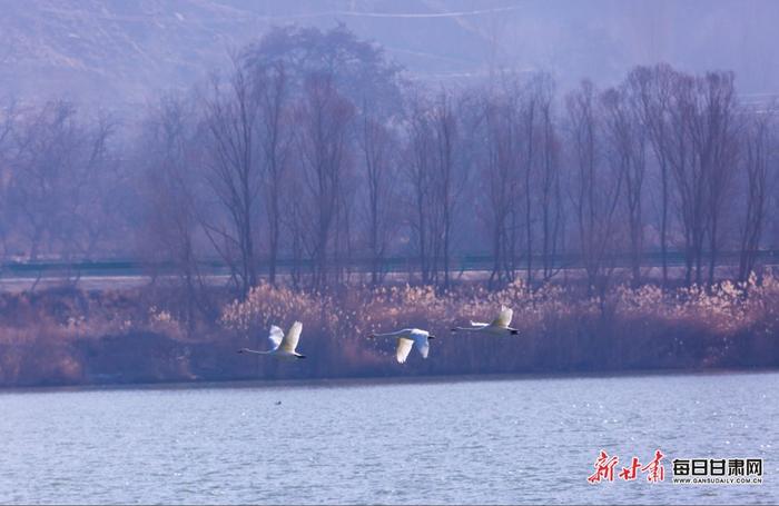 甘肃永靖：天鹅凌波起舞 湿地美景上线