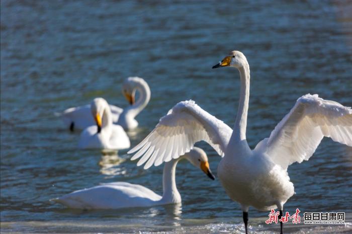 甘肃永靖：天鹅凌波起舞 湿地美景上线