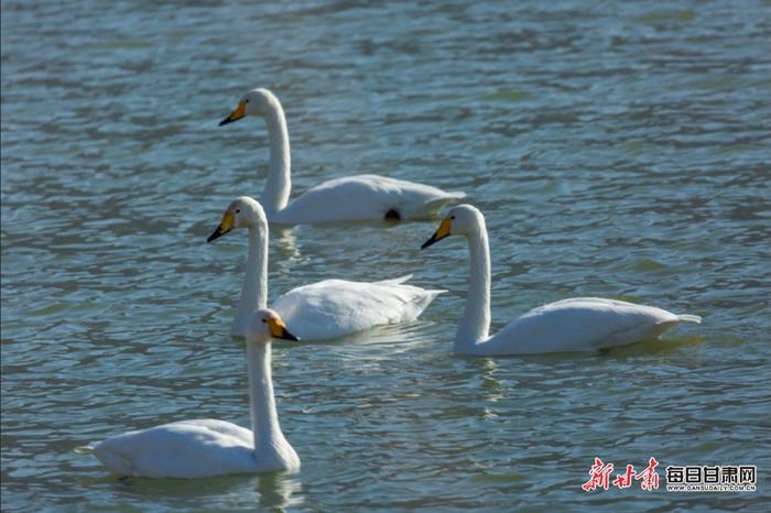 甘肃永靖：天鹅凌波起舞 湿地美景上线