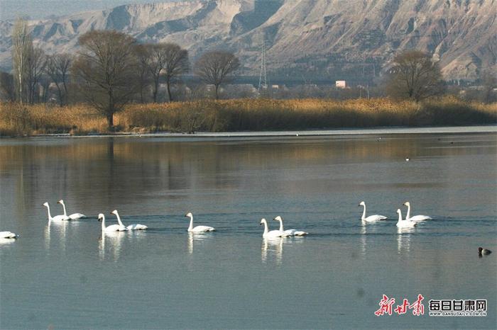 甘肃永靖：天鹅凌波起舞 湿地美景上线