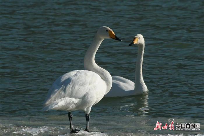 甘肃永靖：天鹅凌波起舞 湿地美景上线