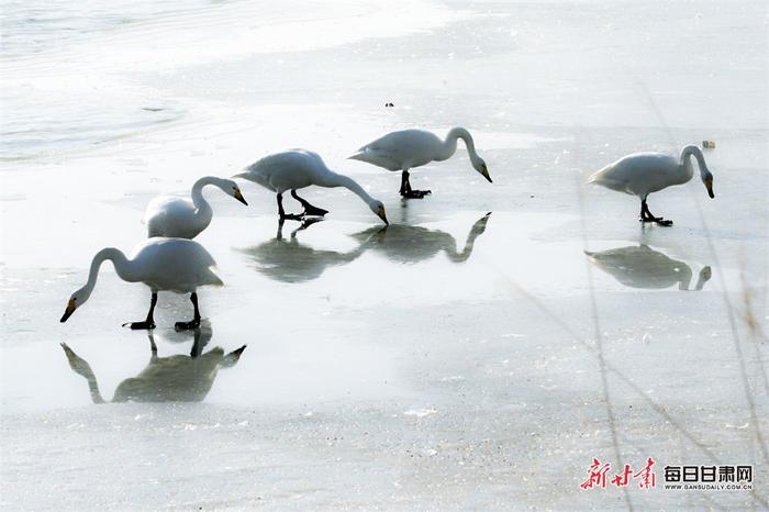 甘肃永靖：天鹅凌波起舞 湿地美景上线