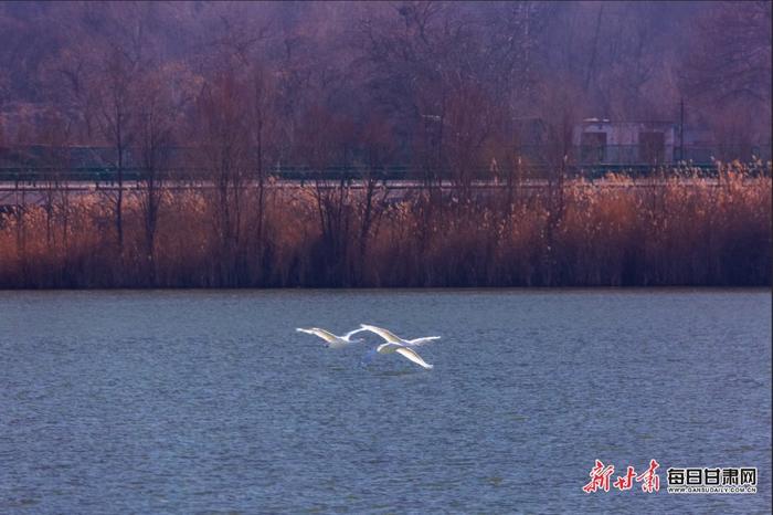 甘肃永靖：天鹅凌波起舞 湿地美景上线