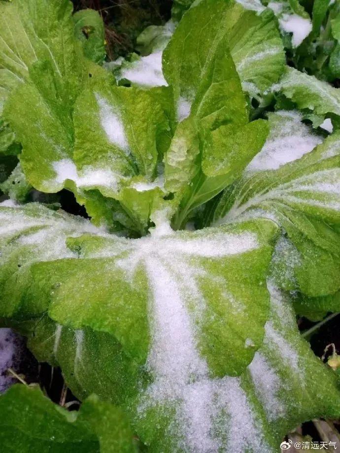 广东下雪了！中山启动防冻IV级应急响应，应急避难场所开放