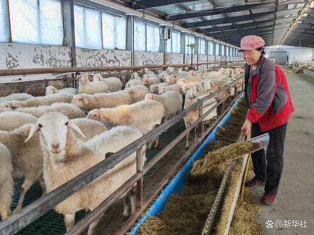 新春走基层·黄土地上的“大食物”∣一只羊的科技含量