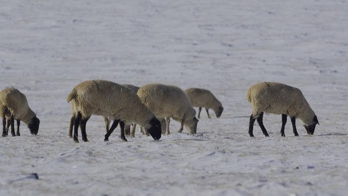 搭乘即时零售快车，内蒙古戈壁滩羊肉48小时内走向全国