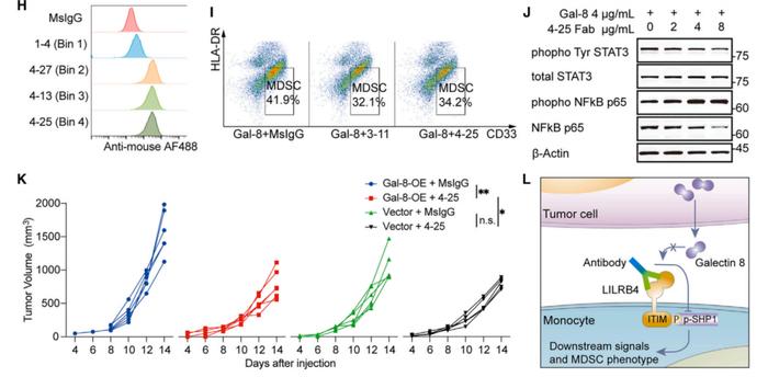 复旦大学生物医学研究院许杰团队报道Galectin-8通过结合LILRB4诱导肿瘤微环境中M-MDSC的作用