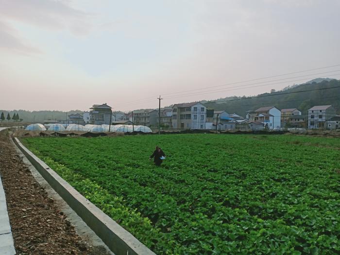 东至县木塔乡：冬季无闲田 油菜管护忙