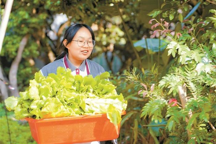 种了一学期的蔬菜大丰收啦 深圳这所学校学生寒假前收获一份特殊“成绩单”