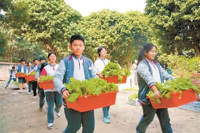 种了一学期的蔬菜大丰收啦 深圳这所学校学生寒假前收获一份特殊“成绩单”