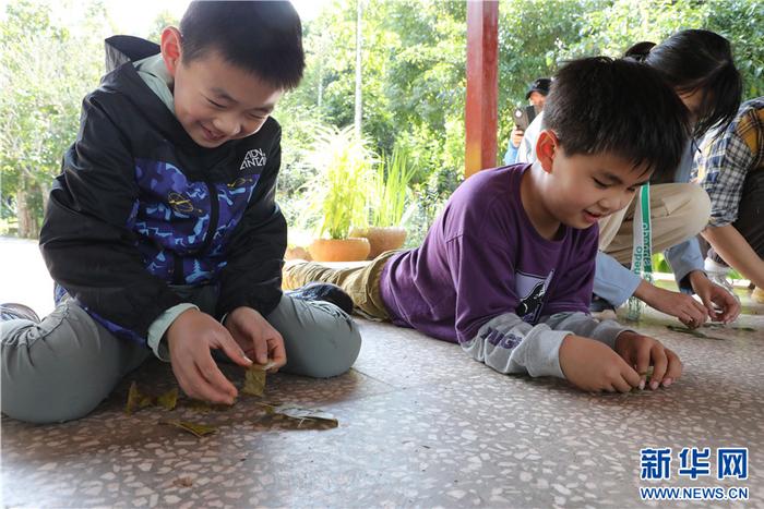 各地学生在云南西双版纳开启研学游“奇妙之旅”