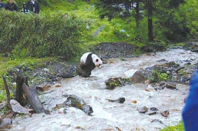 大熊猫野外种群总量增长到近1900只，盘点近年被救助野生大熊猫现状