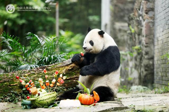 大熊猫野外种群总量增长到近1900只，盘点近年被救助野生大熊猫现状