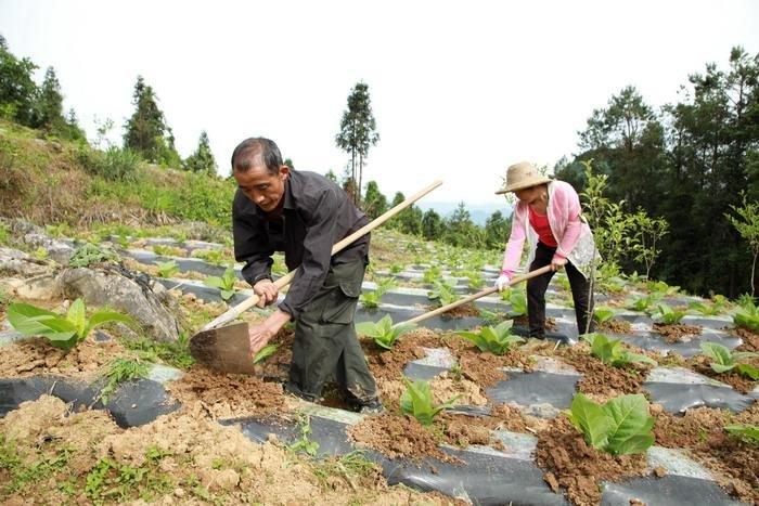 湖北咸丰：闲不住的庄稼人  多业增收奔富路