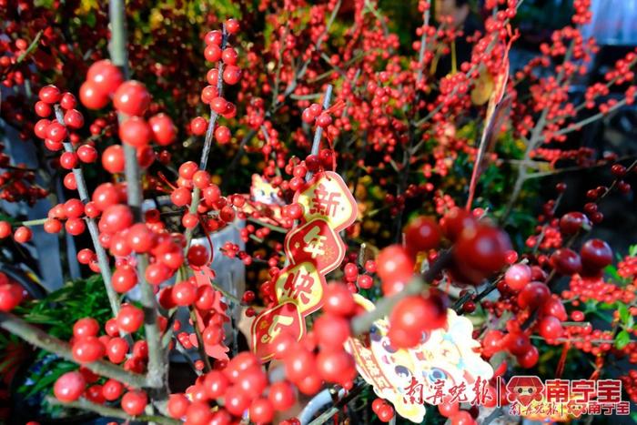 高清图：夜光花市灯光璀璨 赏花买花年味十足