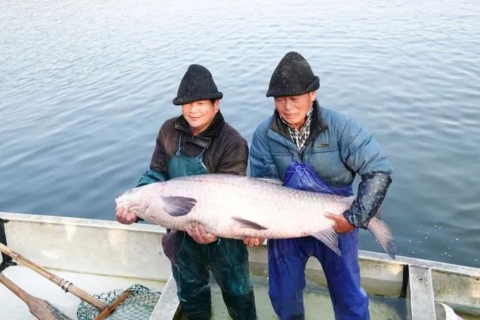 【8点见】杭州湘湖捞到重120斤“鱼王”