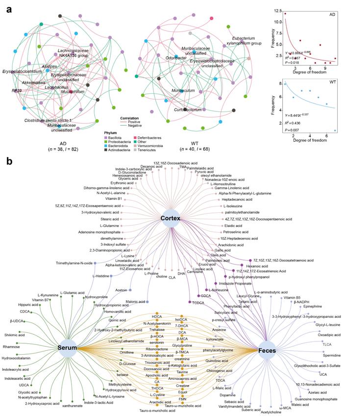 GUT MICROBES丨中国科学院深圳先进院陈宇团队揭示阿尔茨海默症中肠道菌群驱动的外周-中枢代谢调控机制