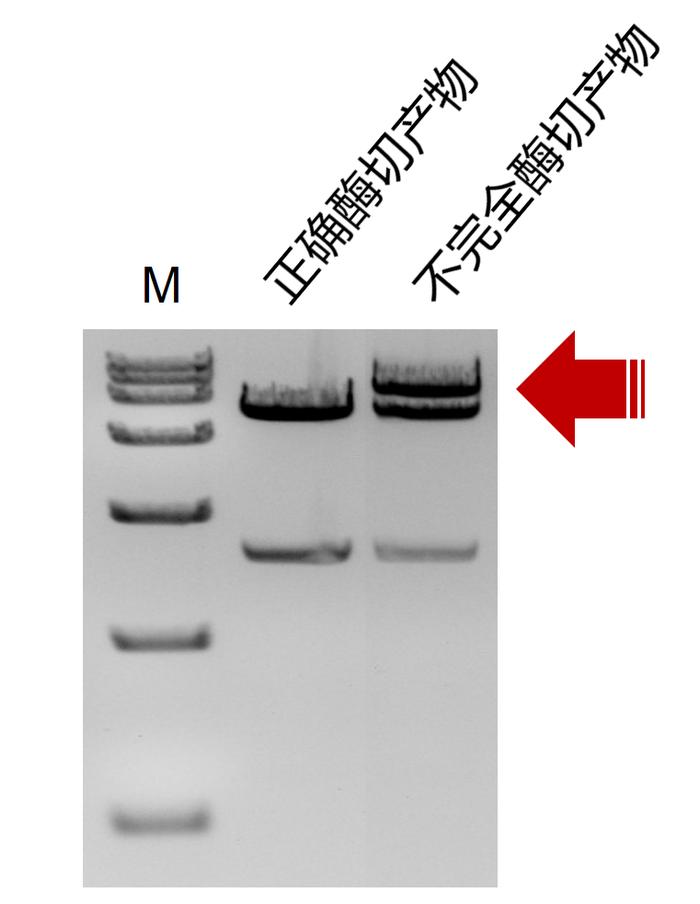 干货 | 酶切实验切开 or 切不开，真的是玄学吗？
