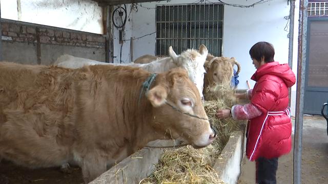 正阳县铜钟镇：肉牛养殖连片发展 致富道路越走越宽