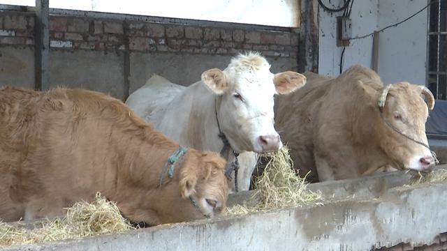 正阳县铜钟镇：肉牛养殖连片发展 致富道路越走越宽