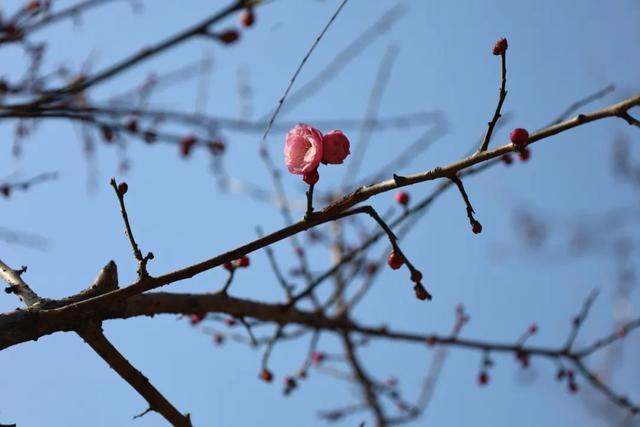 蜡梅绽放时节，上海动物园的“喜”上“梅”梢等你来偶遇