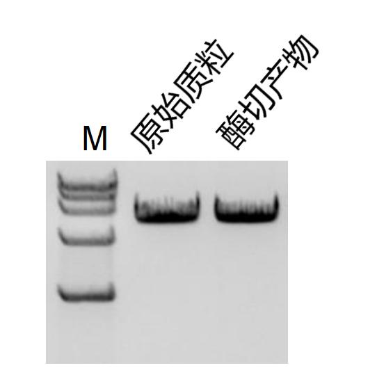 干货 | 酶切实验切开 or 切不开，真的是玄学吗？