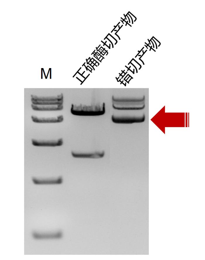 干货 | 酶切实验切开 or 切不开，真的是玄学吗？