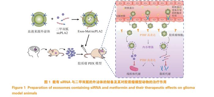 独家原创 | 康春生教授：外泌体在胶质瘤治疗中的研究进展