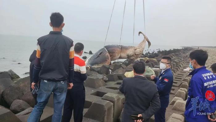 打捞上岸！广东汕头东海岸搁浅鲸鱼尸体已无害化填埋